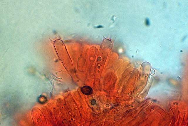 Cortinarius spec. Cod.:2899-07